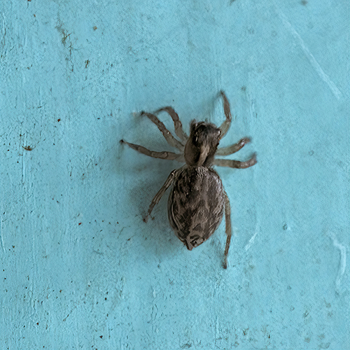 Pseudeuophrys sp., forse lanigera. Ma  la stessa specie?
